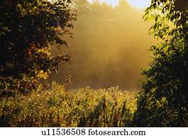 nevoeiro, e, foliage