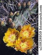 Pear cactus in Bloom