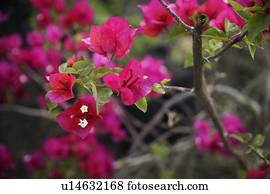 Delicate pink flowers