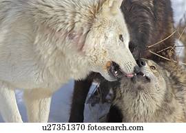 Wolf interaction