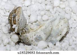 a, nascimento, de, um, réptil