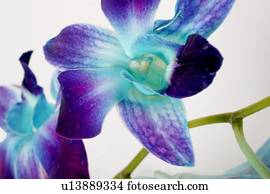 Lila Weißes Blumen Stock Bilder | 1000+ Lila Weißes Blumen Fotos