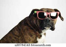 Boxer wearing sunglasses