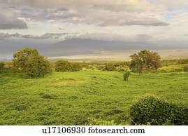 feld bäumen, und, wolkenlandschaft