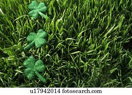 shamrocks, em, a, capim