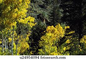 Aspen tree tops