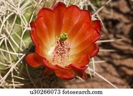 Orangene Blume wächst auf einem Kaktus