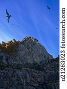 Thick-billed Murres (Uria lomvia) bird colony, Coburg Island, Nunavut, Canada