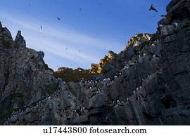 Thick-billed Murres (Uria lomvia) bird colony, Coburg Island, Nunavut, Canada