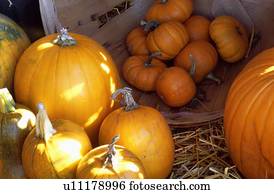 Abundance of pumpkins