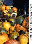 Abundance of pumpkins