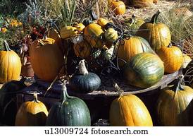 Abundance of pumpkins
