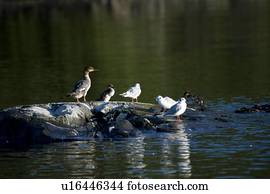 Lake of the Woods, Ontario, Canada; Ducks and gulls share a rocky outcrop