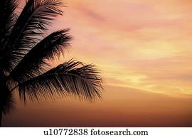 Mexico; Majestic sunset silhouettes palm tree