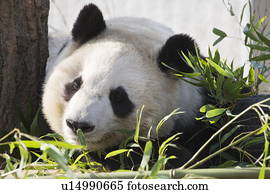 panda gigante