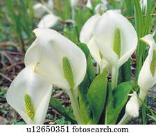 gigante, repolho gambá