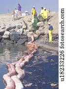 um, equipe, de, environmentalists, limpe, um, derramamento óleo