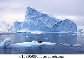 sulista, leão marinho, dormir, ligado, floe gelo, com, geleiras, e, icebergs, em, paraisos, porto