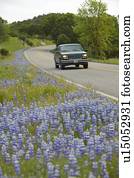 Car driving past roadside lupines