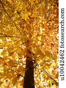 americano, árvore faia, ramos, coberto, com, amarela, outono, leaves.