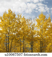 aspen, árvores, em, amarela, cor queda, em, Wyoming.