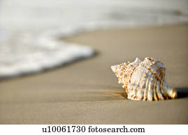 concha conch, ligado, praia, com, waves.