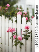 arbusto rosa, crescendo, sobre, branca, piquete, fence.