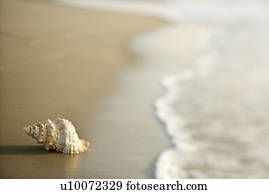 concha conch, ligado, praia, com, waves.