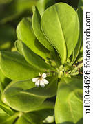 close-up, de, flor tropical, e, folhas, em, maui, havaí, USA.