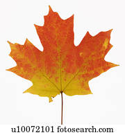 maple açúcar, folha, em, cor queda, contra, branca, experiência.