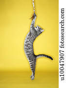 Gray striped cat  jumping attacking toy.