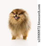 Pomeranian dog full-length portrait.