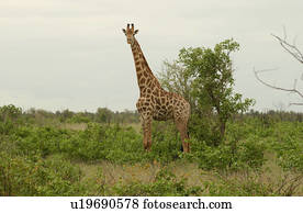 girafa
