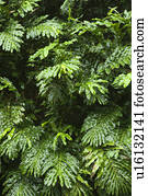 gengibre, planta, chuva, floresta, de, maui, havaí, eua