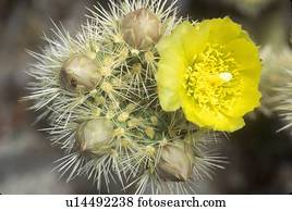 Buckhorn-Cactus, Anza Borrego-Wüste