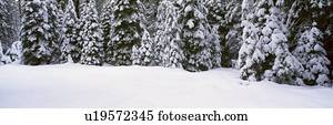 winterbilder, schneesturm winterbilder, schneesturm