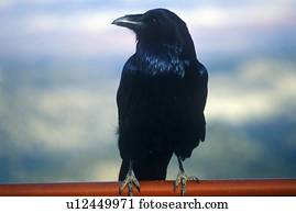 corvo preto, canhão bryce