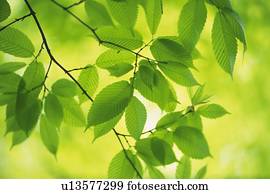 Fresh Green Leaves, Close Up, Differential Focus