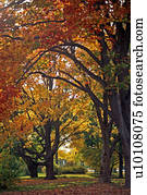 árvores, em, outono