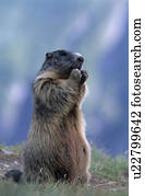 animal, alpenmurmeltier, Alps, alpentier, alpenmurmeltiere, alpenbewohner