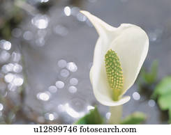 a, gigante, repolho gambá, em, a, waterside