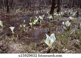 gambá, repolhos, em, floresta