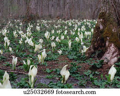 asiático, gambá, repolhos, em, japão