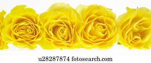Yellow roses