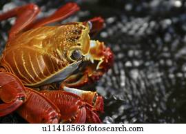 Sally Lightfoot. Bartoleme, Galapagos.