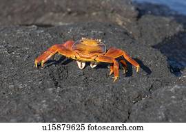 Sally lightfoot crab (Grapsus grapsus) in the litoral of the Galapagos Island Archipeligo, Ecuador.
