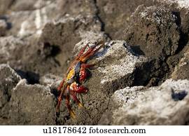 Sally lightfoot crab (Grapsus grapsus) in the litoral of the Galapagos Island Archipeligo, Ecuador.