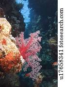 Red soft coral in deep gully, St Johns, Egyptian Red Sea 28-9-07