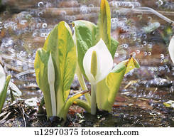 a, gigante, repolho gambá, em, a, waterside