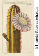 Antike-Flaral- Illustration eines Kaktus. 1821